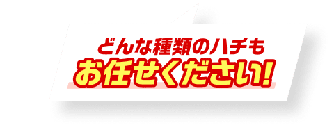 どんな種類のハチもお任せください！